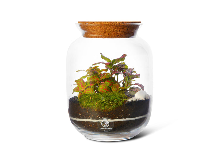 Closed DIY Terrarium Kit with Container, Plants and Decorations 22 cm | 'Paris' - Tropical Glass