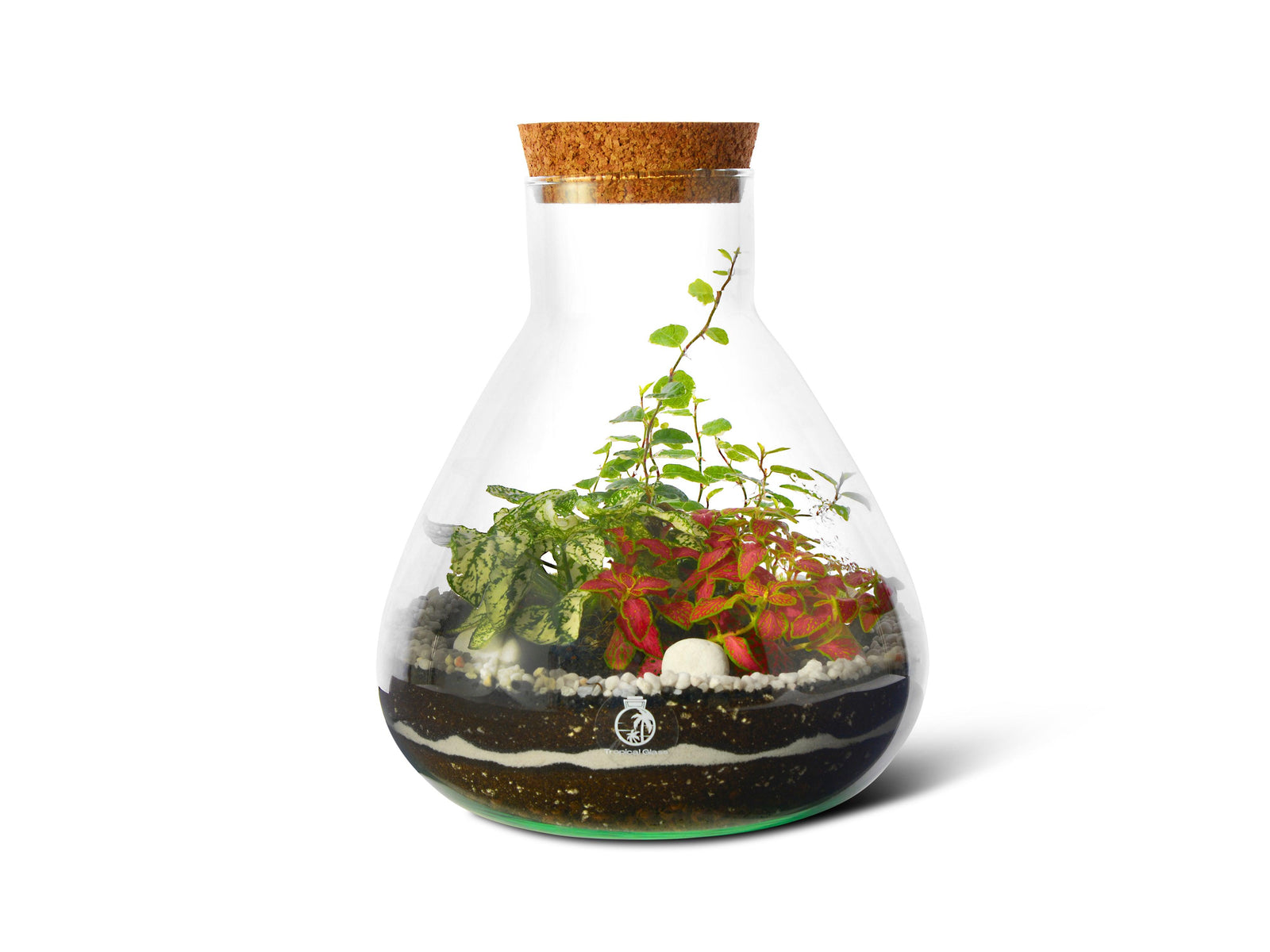 A beautifully arranged DIY terrarium in a 24 cm glass container features vibrant green plants, including a textured leaf variety and colorful foliage, layered with soil, pebbles, and decorative stones.