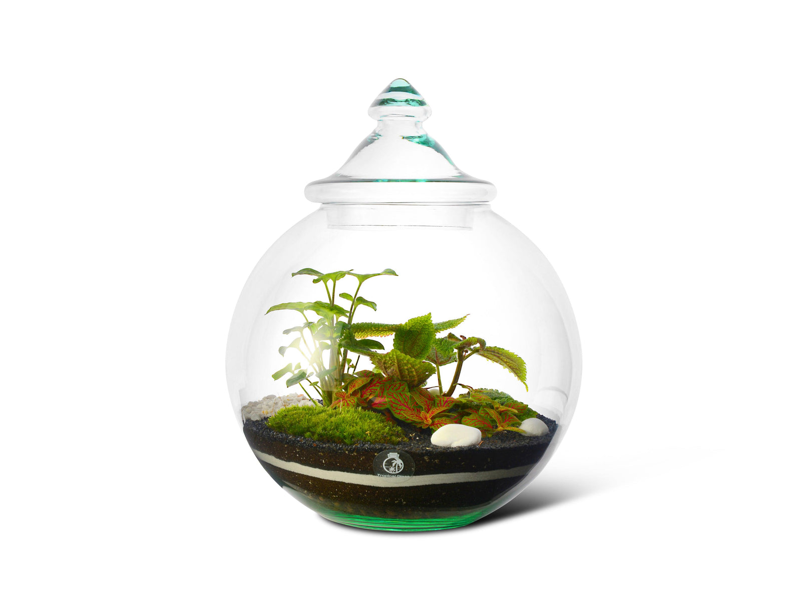 A beautifully arranged closed terrarium kit features a variety of green plants set in a layered soil mix, enclosed in a clear glass container with a decorative lid.