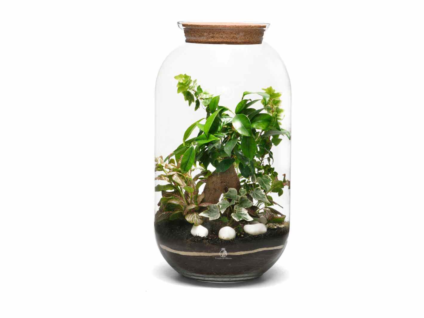A clear glass terrarium featuring a variety of lush green plants, including a leafy vine and small ferns, arranged around a rock and white pebbles. The terrarium is topped with a natural cork lid, showcasing a vibrant miniature ecosystem.