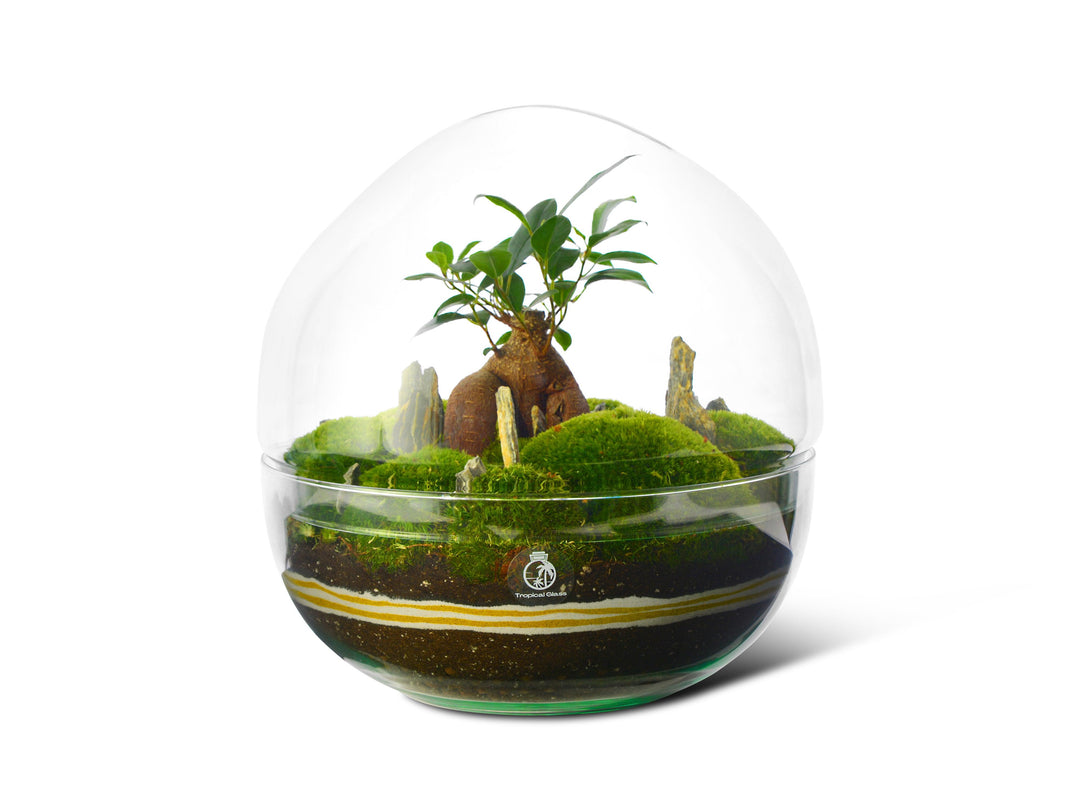The Science Behind Closed Terrariums: Understanding How They Work ...