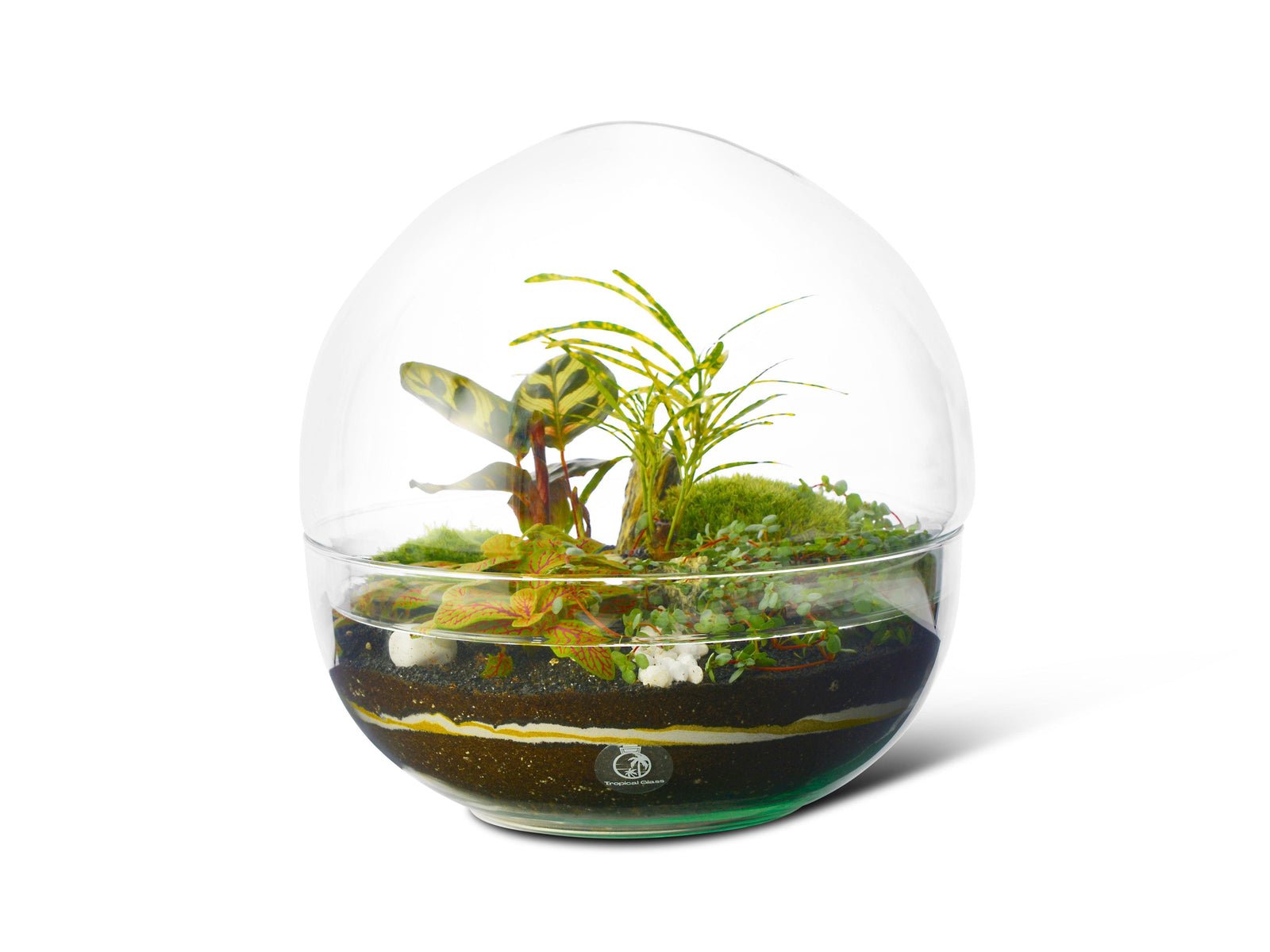 Closed DIY Terrarium Kit 27 cm | 'Athens' - Tropical Glass