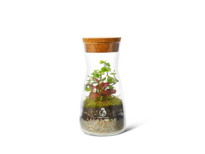 DIY Terrarium Kit with Jar and Plants | Small Bottle Terrarium Kit | 'Porto' - Tropical Glass