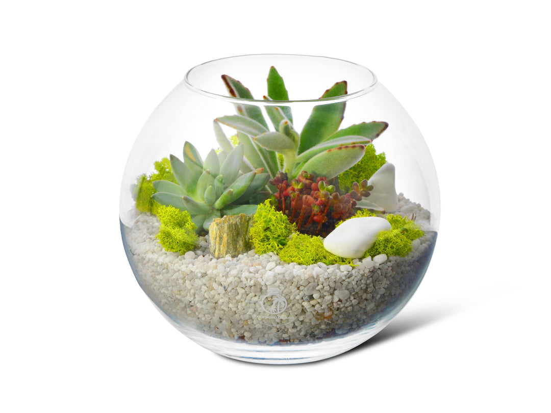 GRJIRAC Round Fish Bowl Plastic Bubble Bowls Clear Terrarium Multiple Sizes Home Decor GRJIRAC Round Fish Bowl Plastic Bubble Bowls Clear Terrarium Multiple Sizes Home Decor