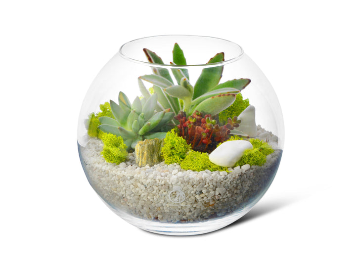 Open Terrarium Glass Fishbowl | H 17 cm - Tropical Glass