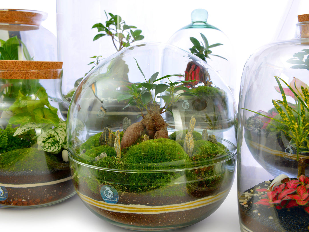 DIY Large Terrarium Kit with Bonsai and Moss | 'Osaka' - Tropical Glass