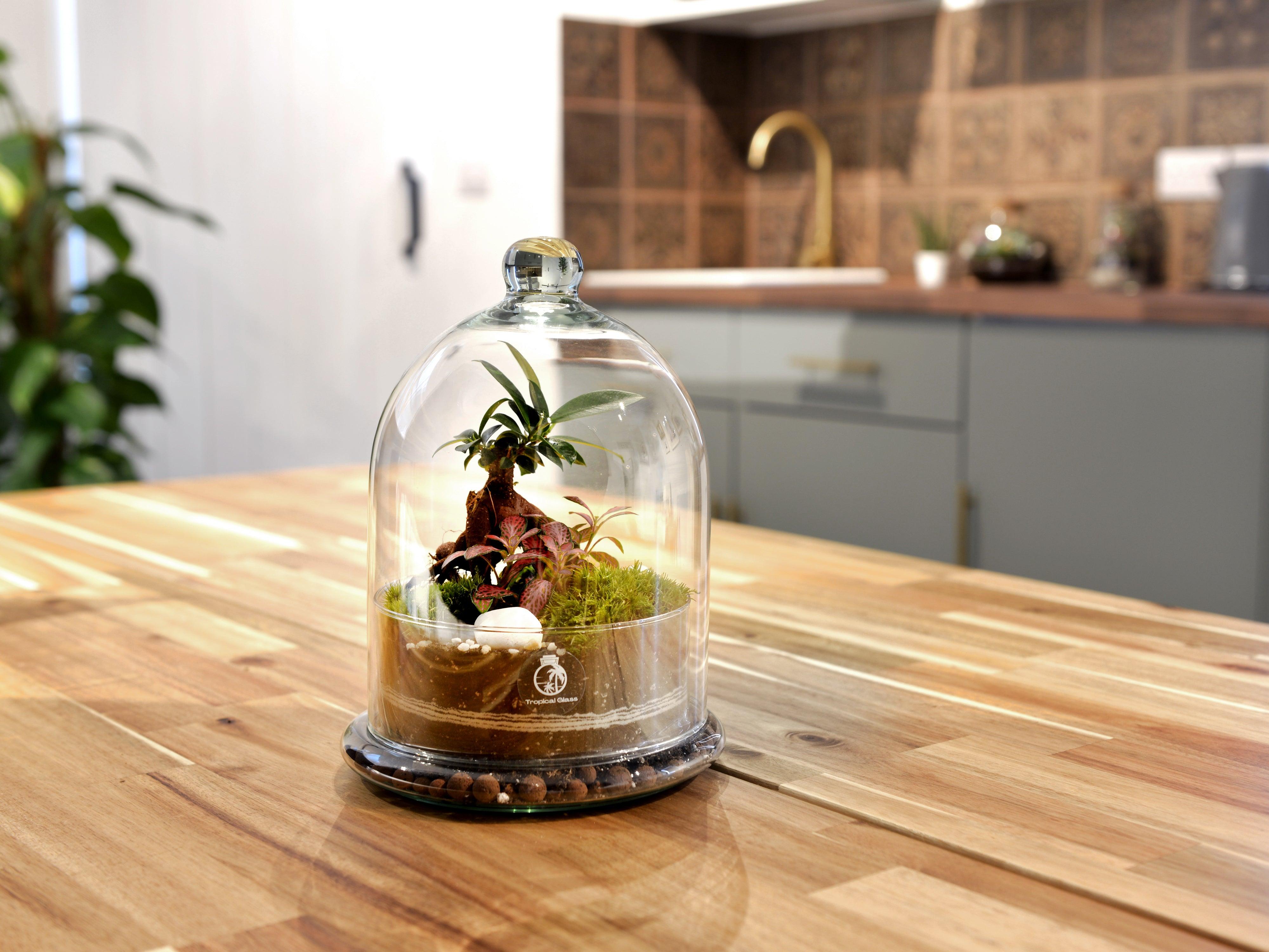 DIY TERRARIUM KITS Tropical Glass