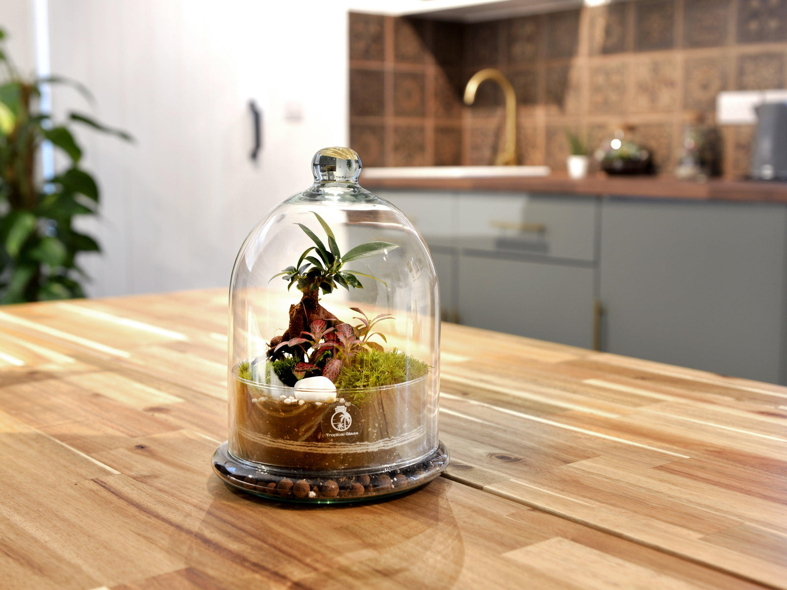 A beautifully arranged dome terrarium sits on a wooden table, featuring a variety of lush green plants, decorative stones, and moss inside a clear glass dome.