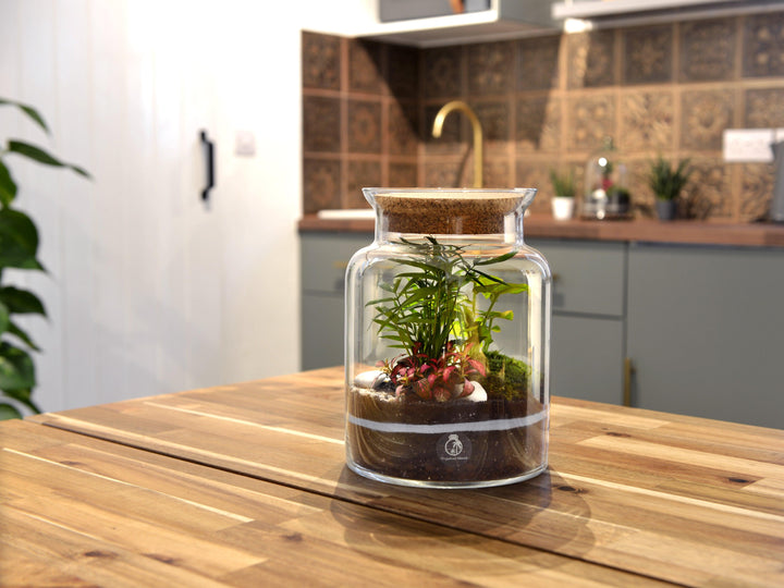 Closed DIY Terrarium Kit with 25 cm Container, Plants and Decorations  | 'Mallorca' - Tropical Glass