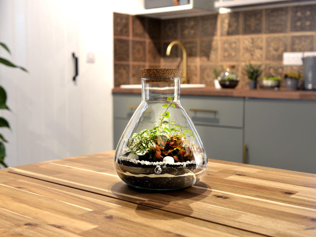 Terrarium Glass 24 cm with Cork Lid | Conical Flask | Handmade - Tropical Glass