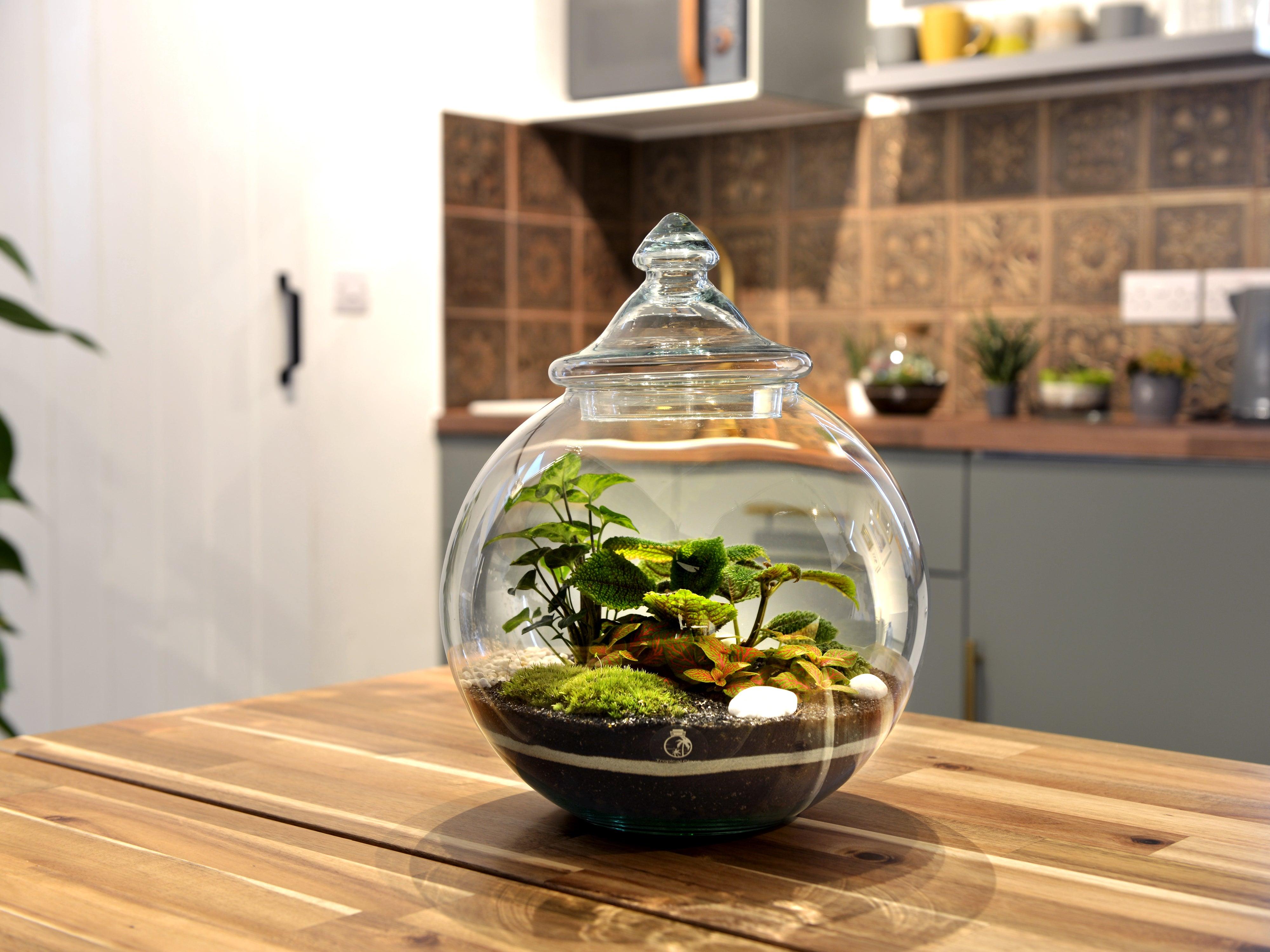 Closed Round Terrarium Container with Glass Lid H 30 cm