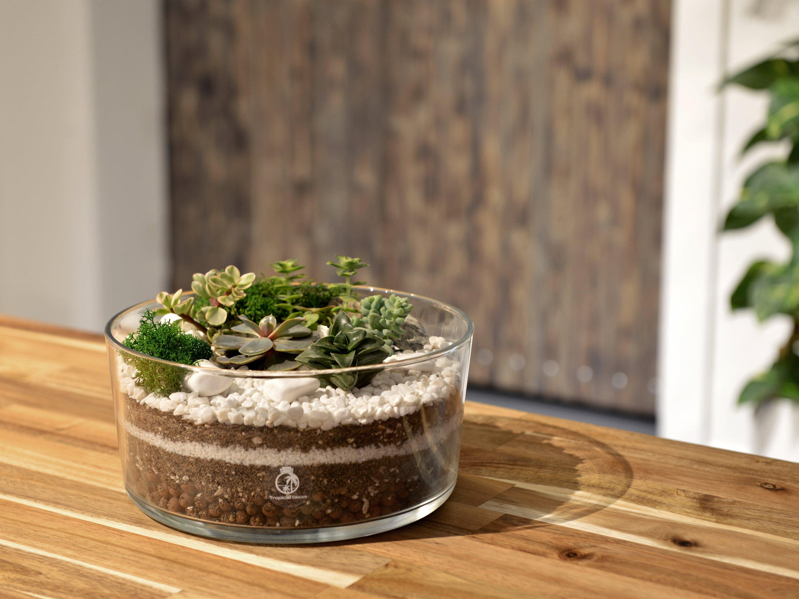 Large Open Terrarium Glass Bowl | H 12 cm - Tropical Glass