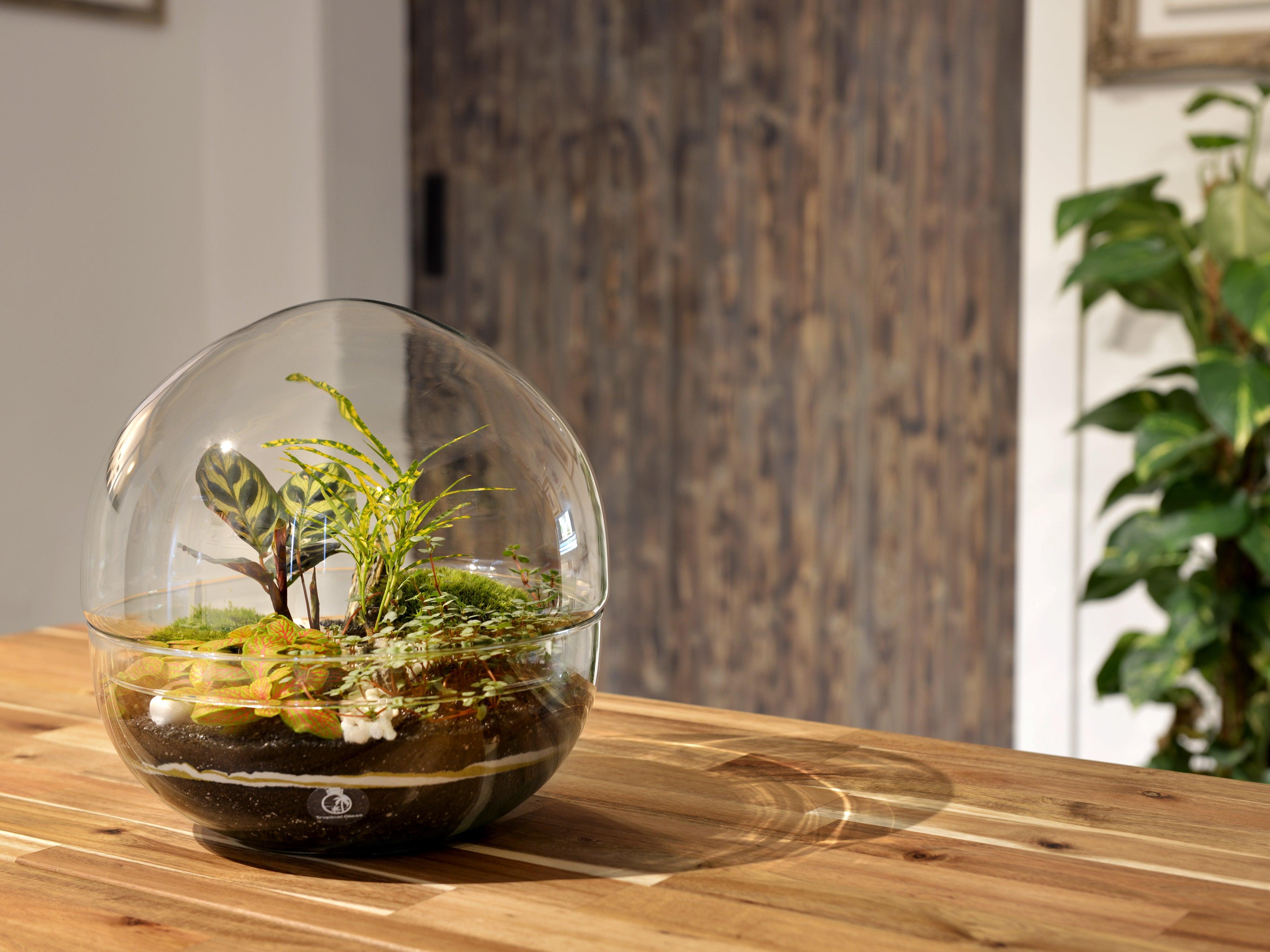 Closed DIY Terrarium Kit 27 cm Athens Tropical Glass