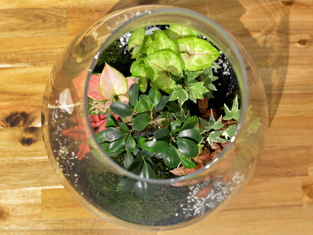 Closed DIY Terrarium Kit with 43 cm Container, Plants and Decorations | 'Seattle' - Tropical Glass