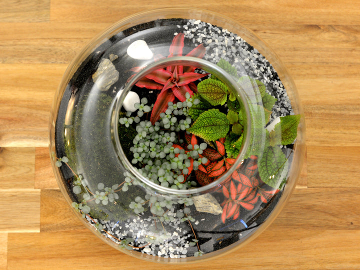 Complete DIY Terrarium Kit with 22cm Glass Jar, Plants and Decorations | "Rome' - Tropical Glass