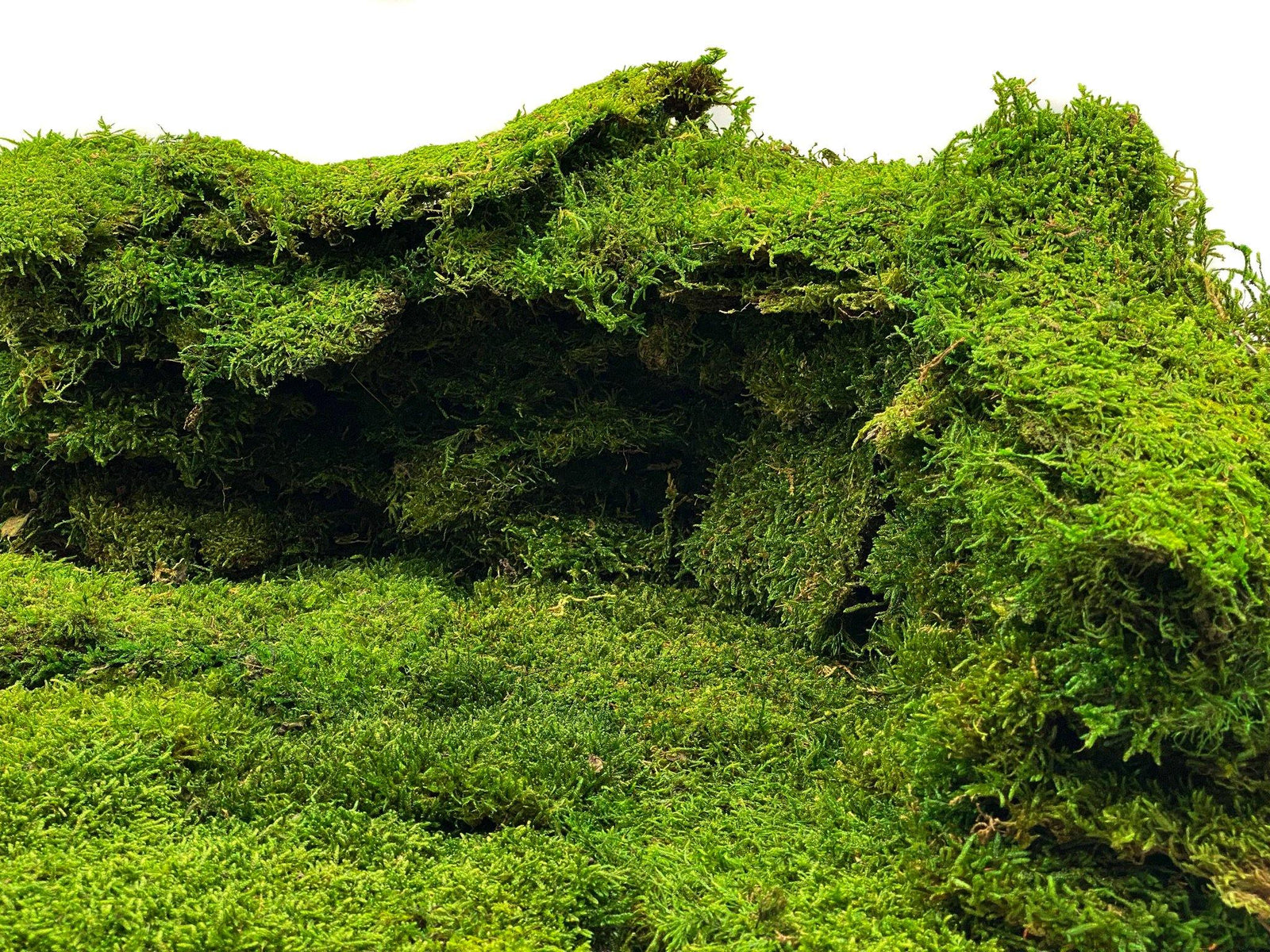 Close-up view of lush, vibrant green preserved carpet moss, showcasing its rich texture and natural appearance. The moss is layered and appears soft, making it an attractive option for decorative wall art.