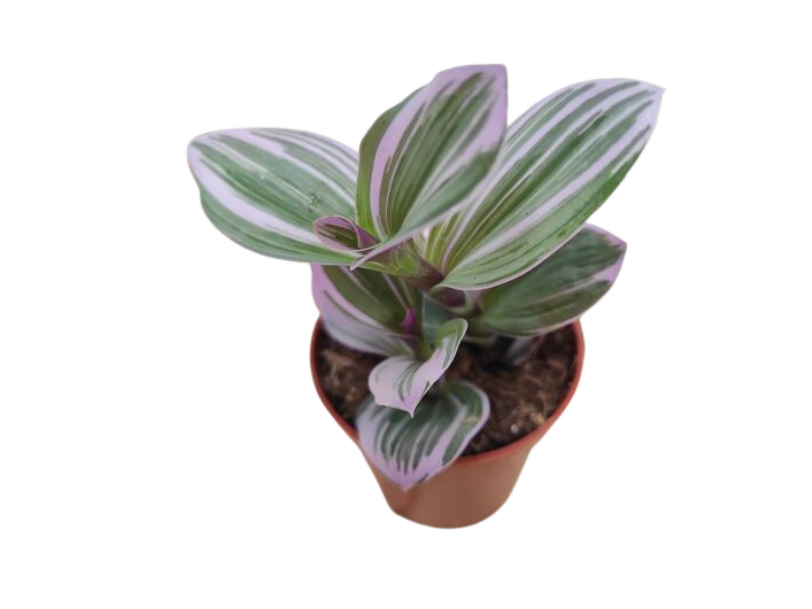 tradescantia plant
