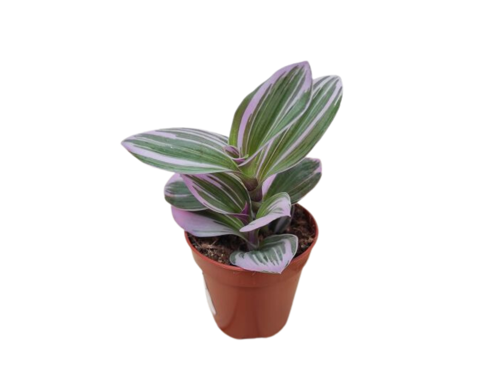 Pink Baby Plant