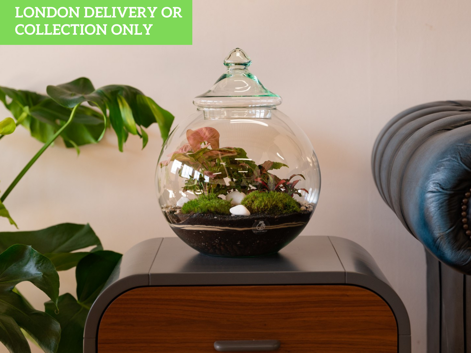 A glass terrarium with a rounded top showcases various plants, including vibrant green foliage and decorative stones, nestled in dark soil and moss.