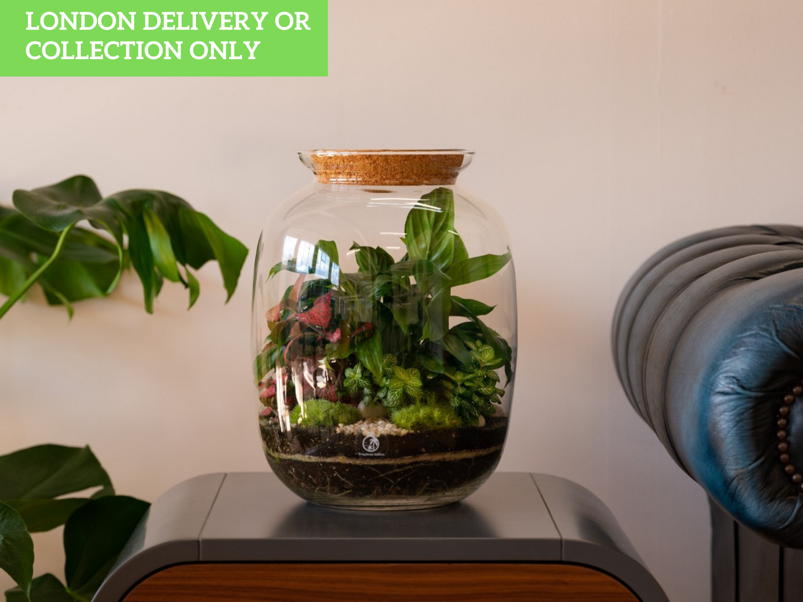A beautifully arranged terrarium featuring lush green plants, including Fittonia and a Peace Lily, inside a glass jar with a cork lid.