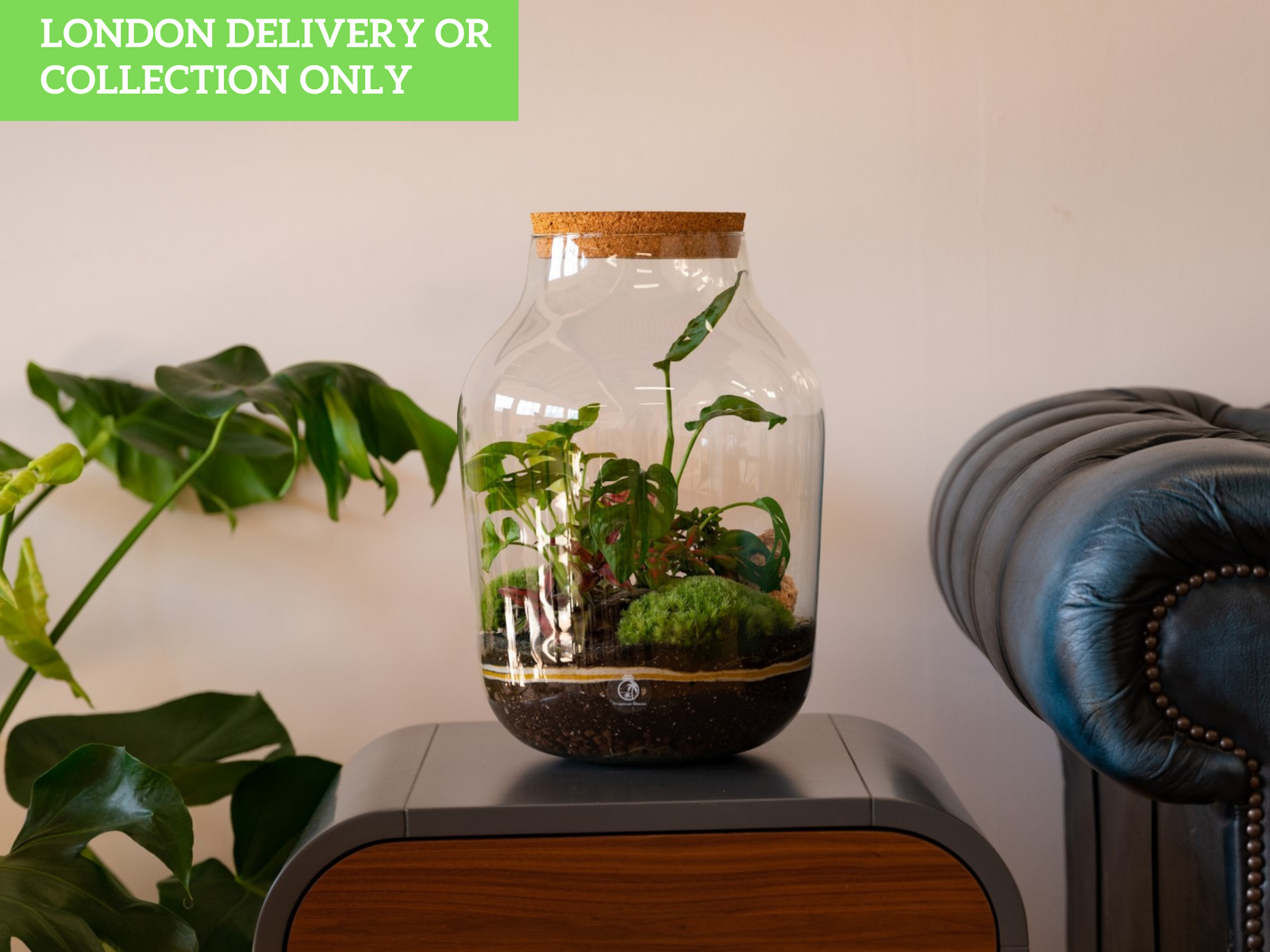 A glass terrarium sits on a wooden side table, showcasing a vibrant arrangement of plants, including green foliage.