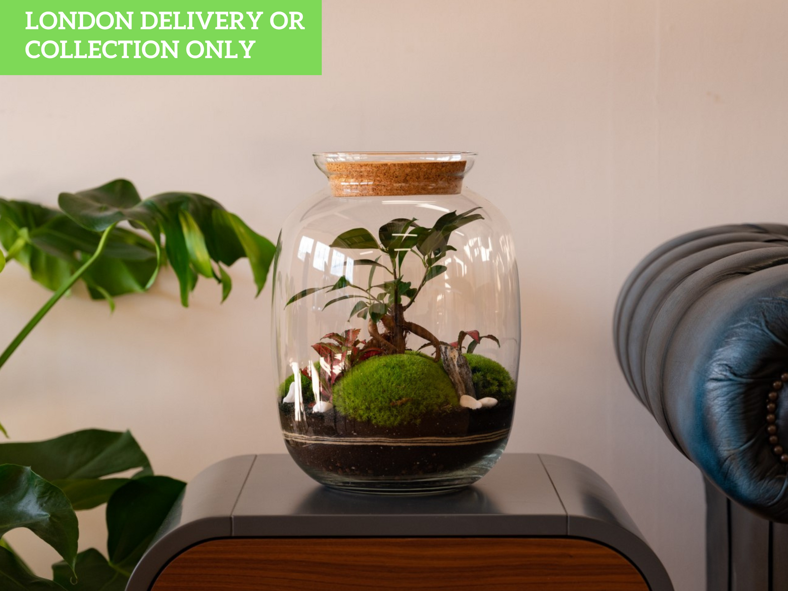 A beautifully arranged terrarium featuring a Fittonia plant and a Ficus Bonsai, nestled on a layer of soil and adorned with three pieces of green bun moss.