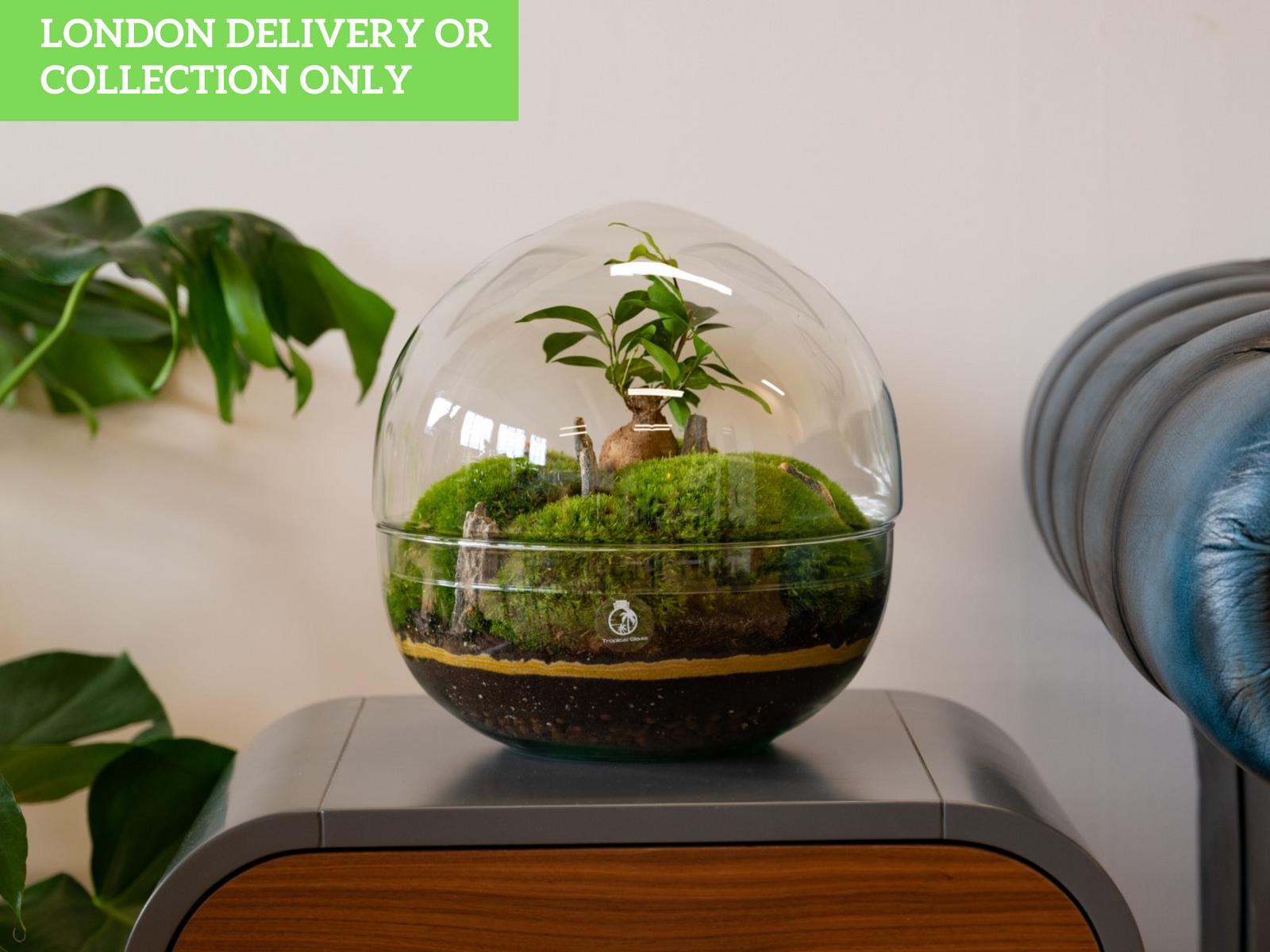 A beautifully crafted terrarium featuring lush green moss and a small plant inside a clear glass dome, placed on a wooden surface. The background includes a leafy plant and a textured surface, creating a serene indoor atmosphere.