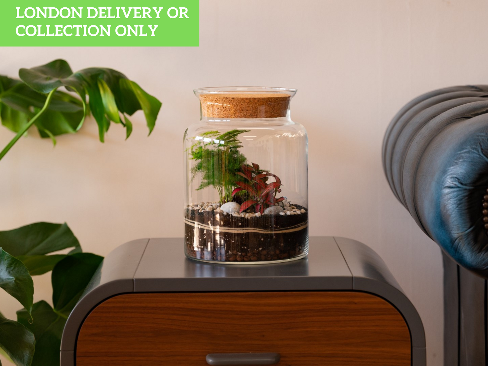 A glass terrarium sits on a wooden side table, showcasing lush greenery, including an Asparagus Fern and Fittonia, nestled in dark soil with decorative stones.