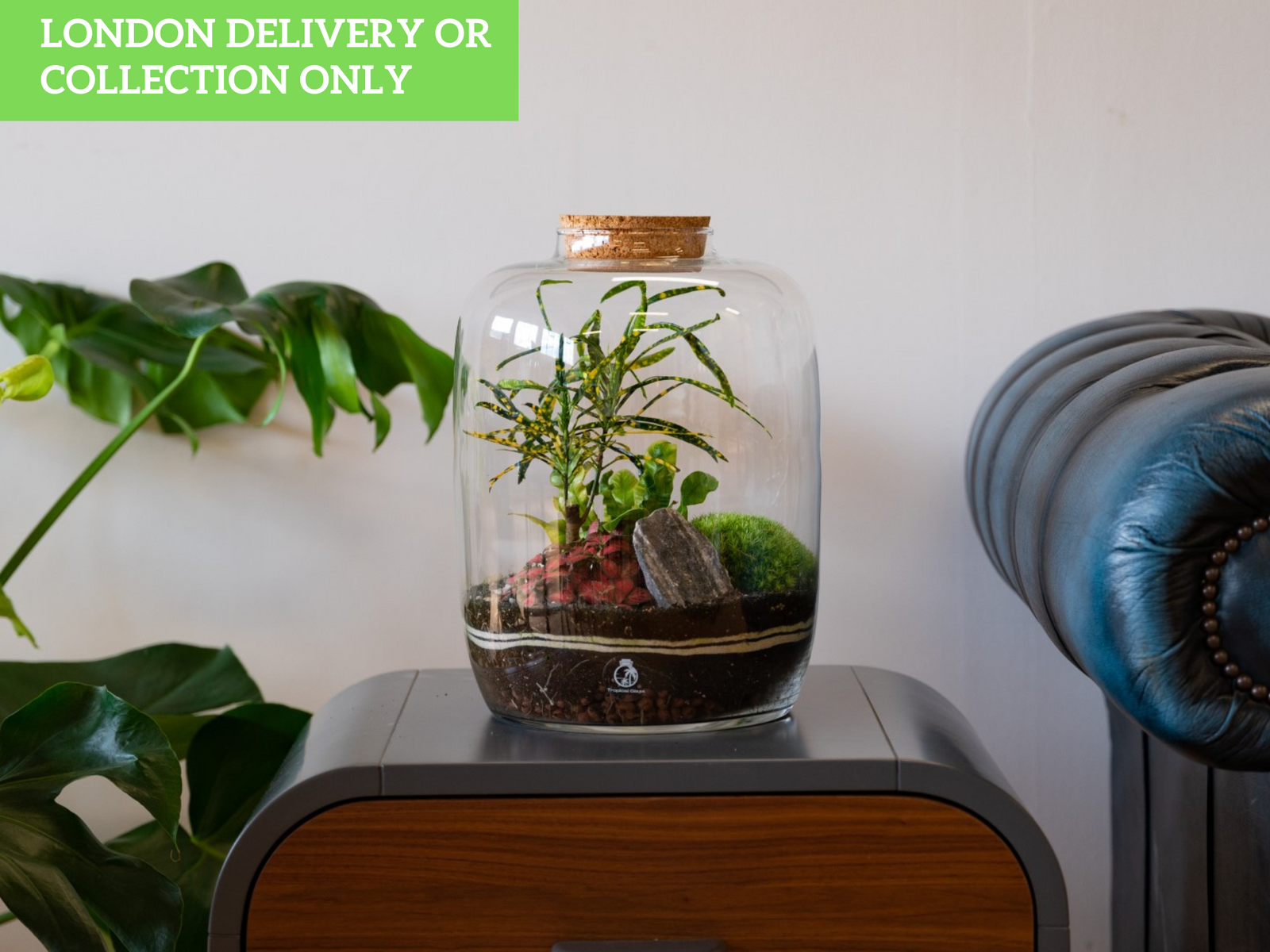 A glass terrarium sits on a wooden table, featuring lush green plants including Fittonia and Croton, along with decorative moss and a stone. The background includes a large leafy plant and a leather couch, creating a cozy indoor atmosphere.