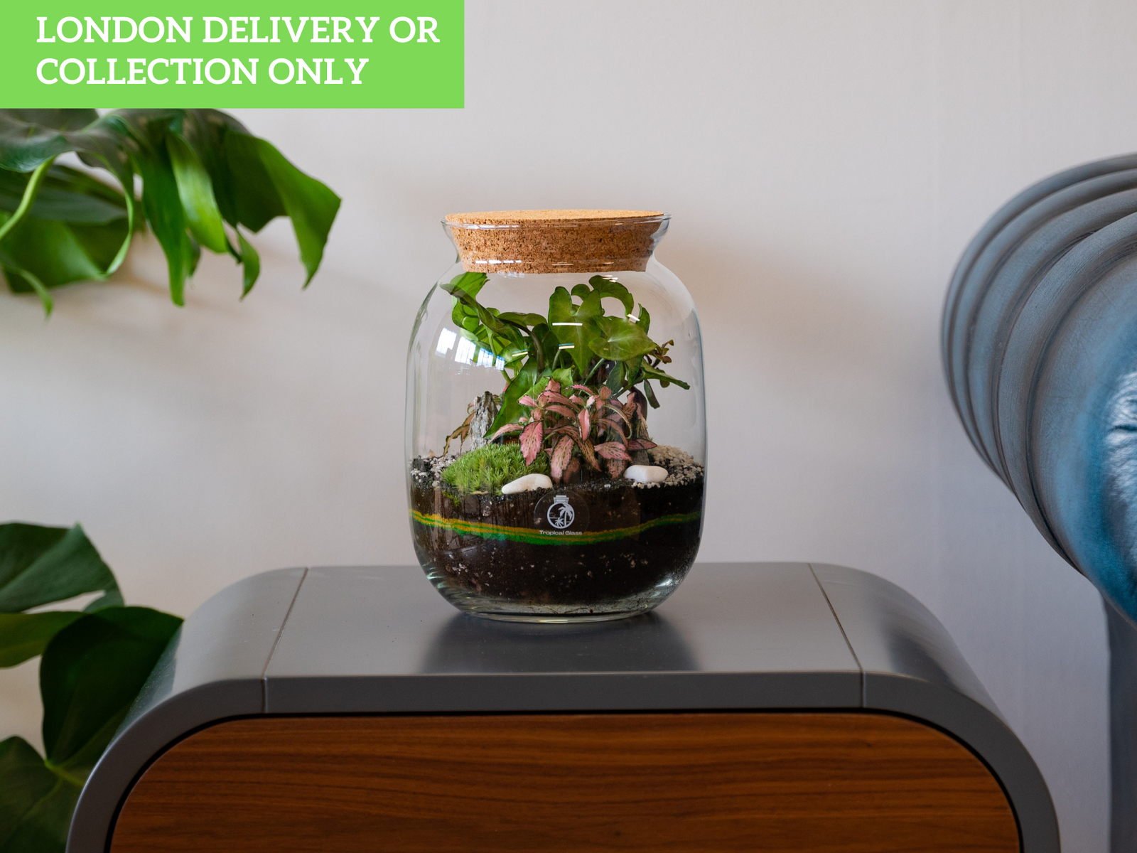 A beautifully arranged terrarium is displayed on a wooden table, featuring lush green Fittonia and Syngonium plants inside a glass jar topped with a cork lid.