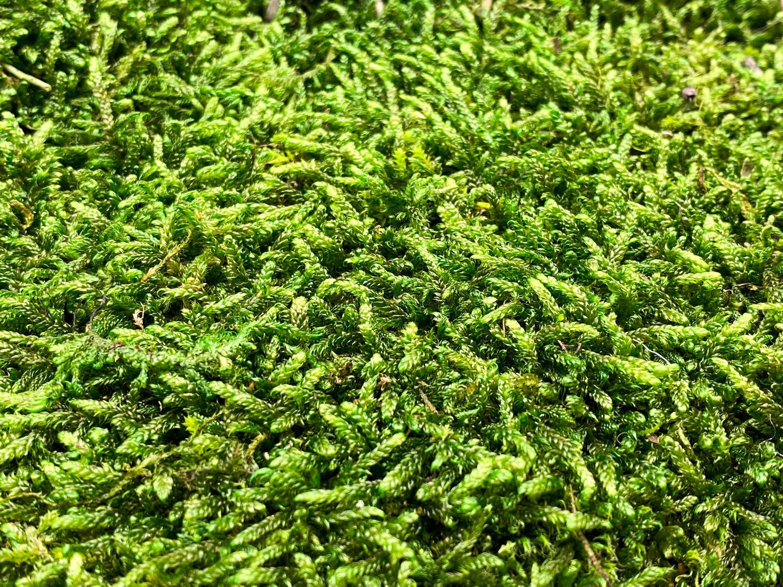 Close-up view of vibrant green preserved carpet moss, showcasing its lush, textured surface. The moss appears healthy and natural, making it an ideal decorative element for indoor spaces.