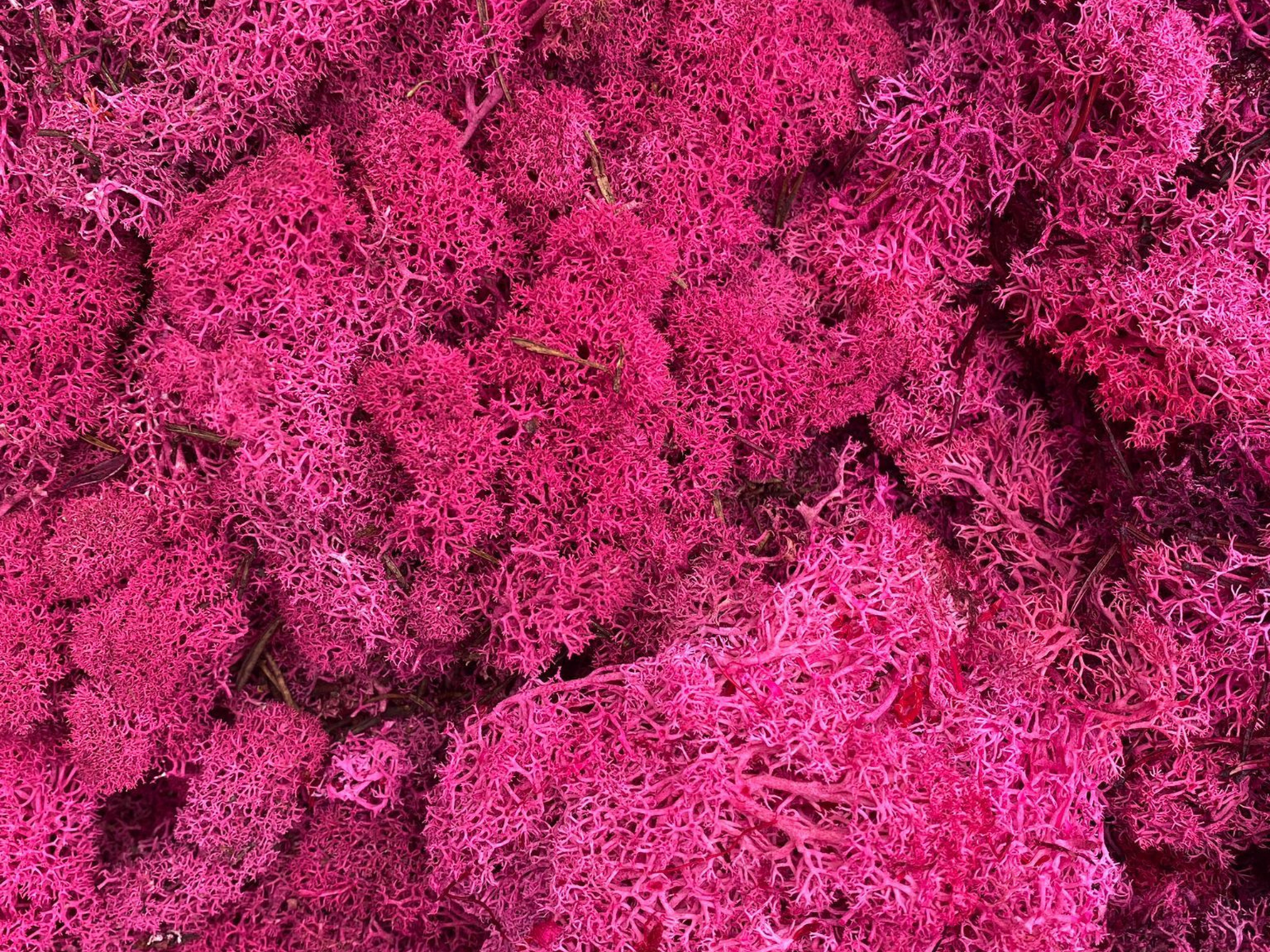 A close-up view of vibrant magenta pink preserved reindeer moss, showcasing its intricate texture and natural, soft appearance.
