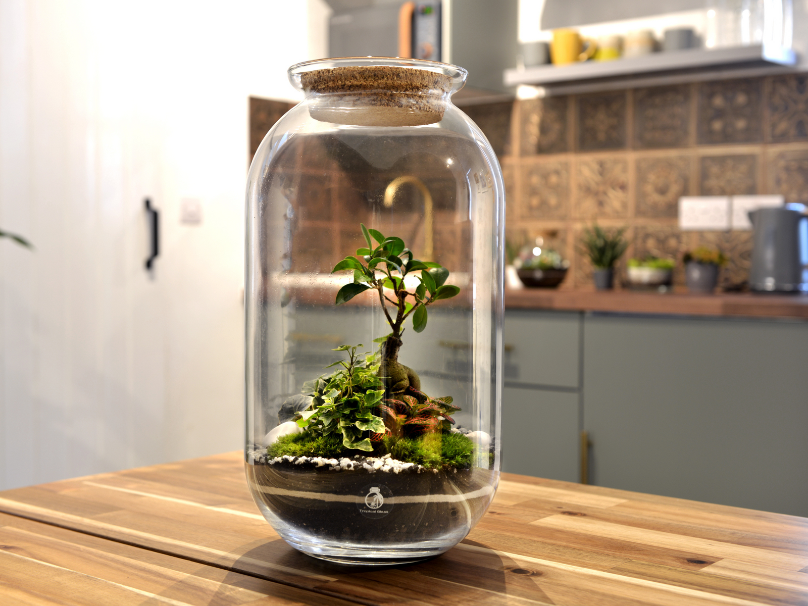 A beautifully crafted glass terrarium showcases a miniature ecosystem featuring a small Ficus Bonsai tree, lush green Ivy, and delicate Fittonia plants.