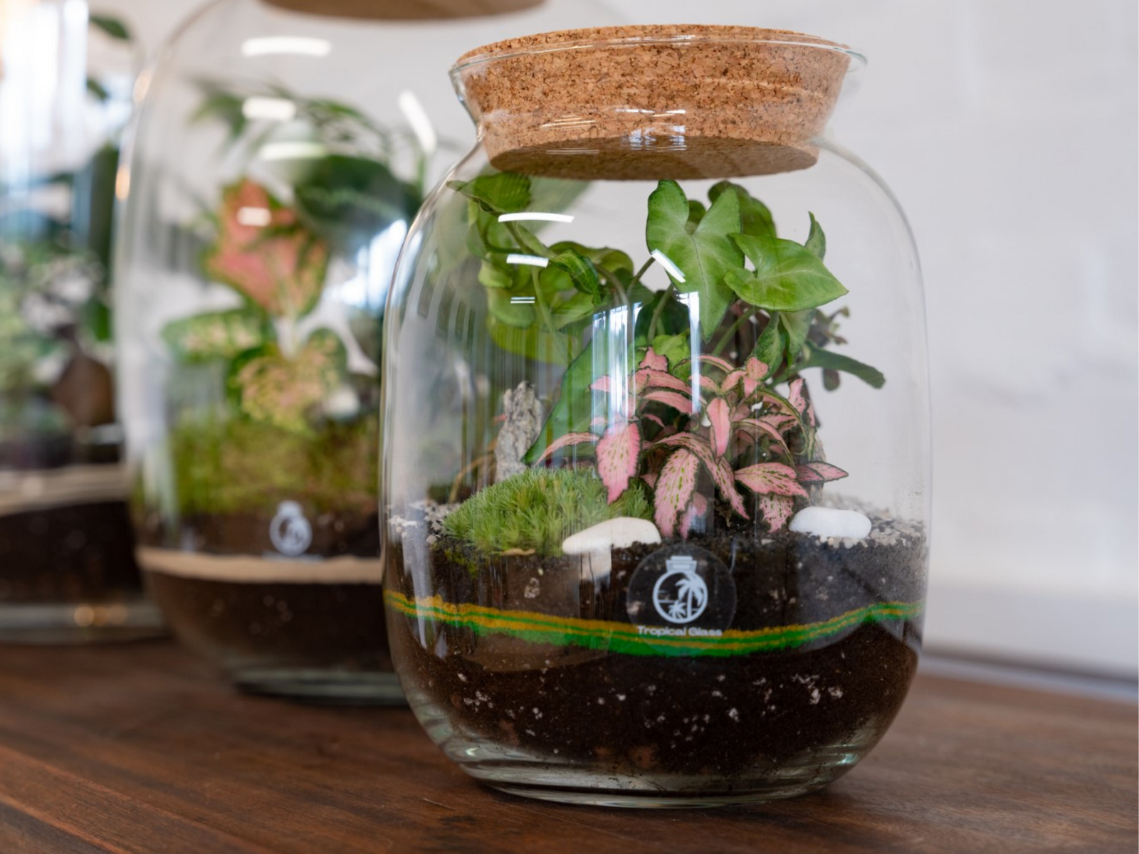 A close-up view of two glass terrariums on a wooden surface, showcasing lush greenery with Fittonia and Syngonium plants.