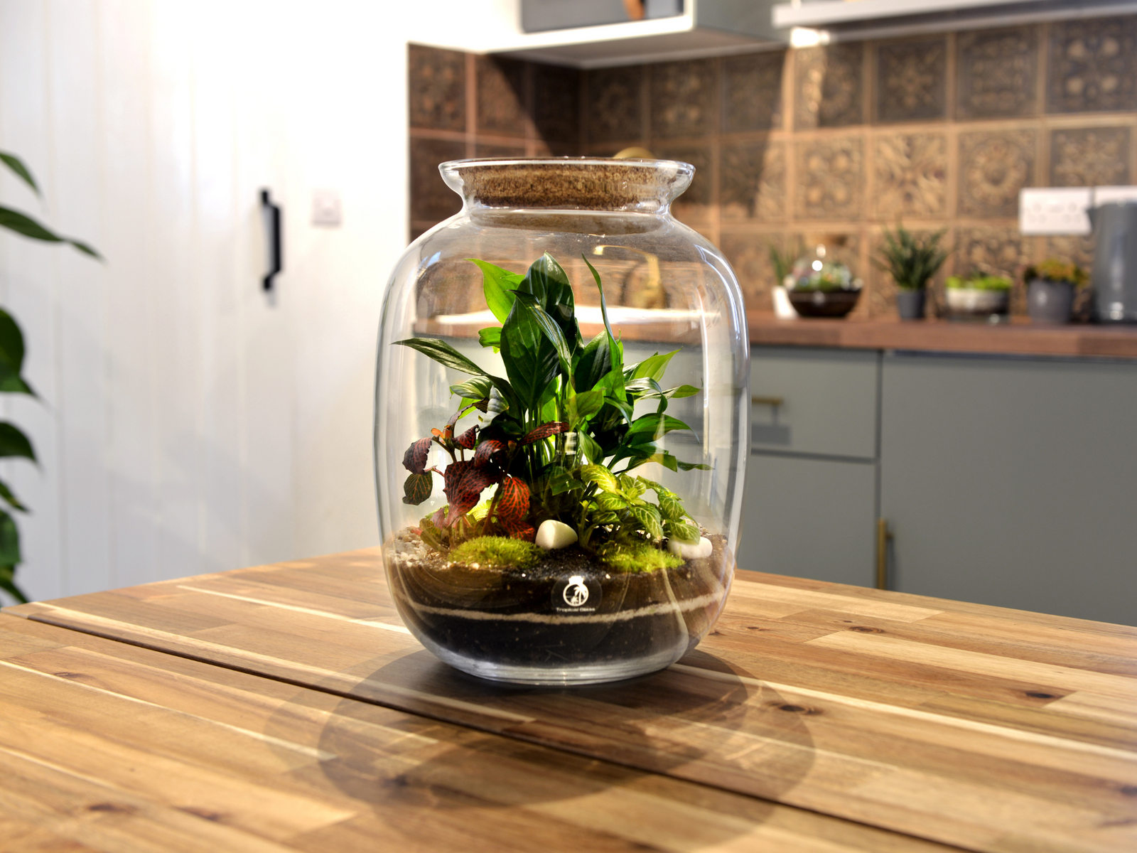 A glass terrarium sits on a wooden table, showcasing lush greenery including Fittonia plants and a Peace Lily, along with decorative bun moss and pebbles at the base. The background features a stylish kitchen with patterned tiles.