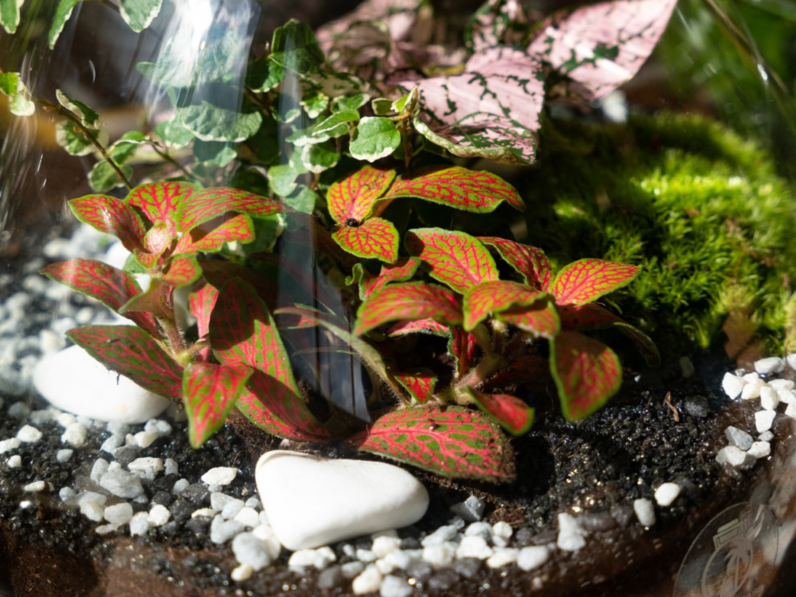A close-up view of a vibrant terrarium featuring lush Fittonia plants with striking red and green leaves, complemented by white decorative stones and a layer of soft bun moss.