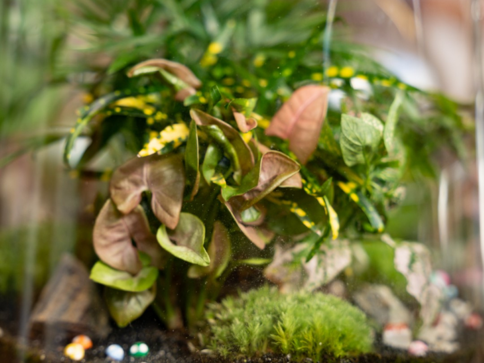 A close-up view of a lush terrarium featuring various green plants, including vibrant foliage and delicate flowers, nestled in dark soil and accented by small decorative stones and moss.