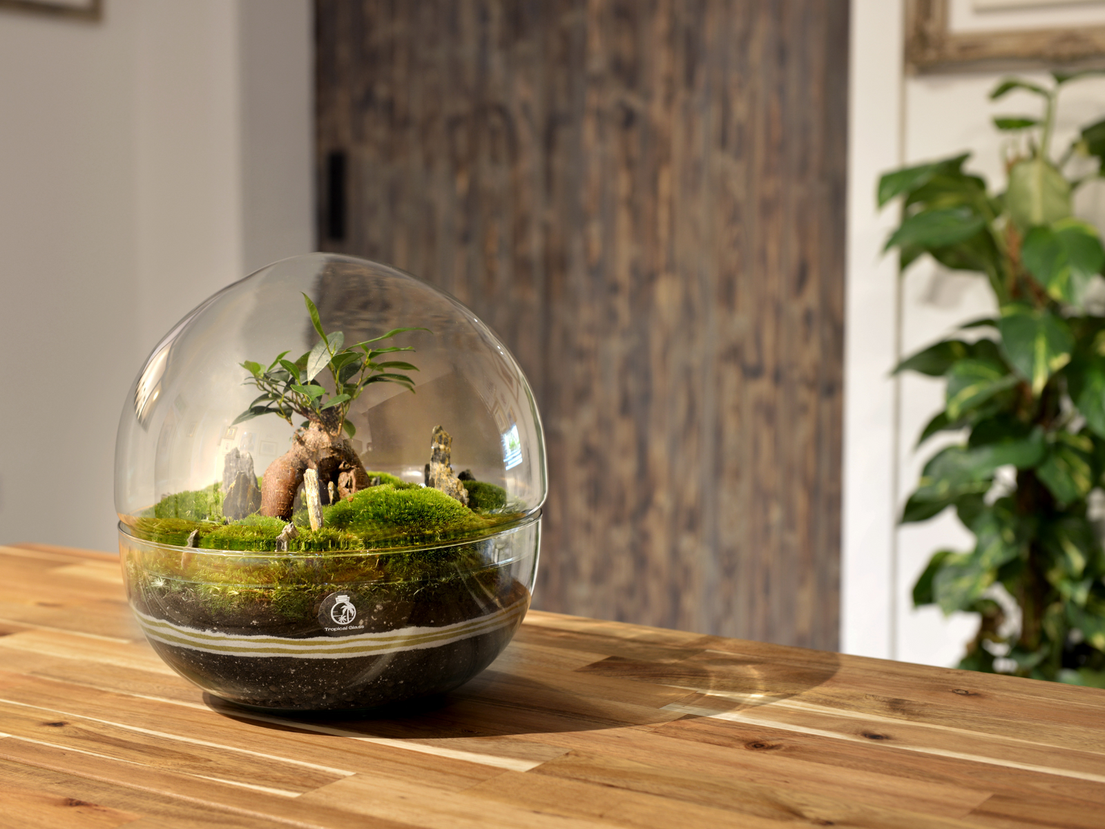 A beautifully crafted glass terrarium sits on a wooden table, showcasing a lush landscape with a Ficus Bonsai tree surrounded by vibrant green bun moss.
