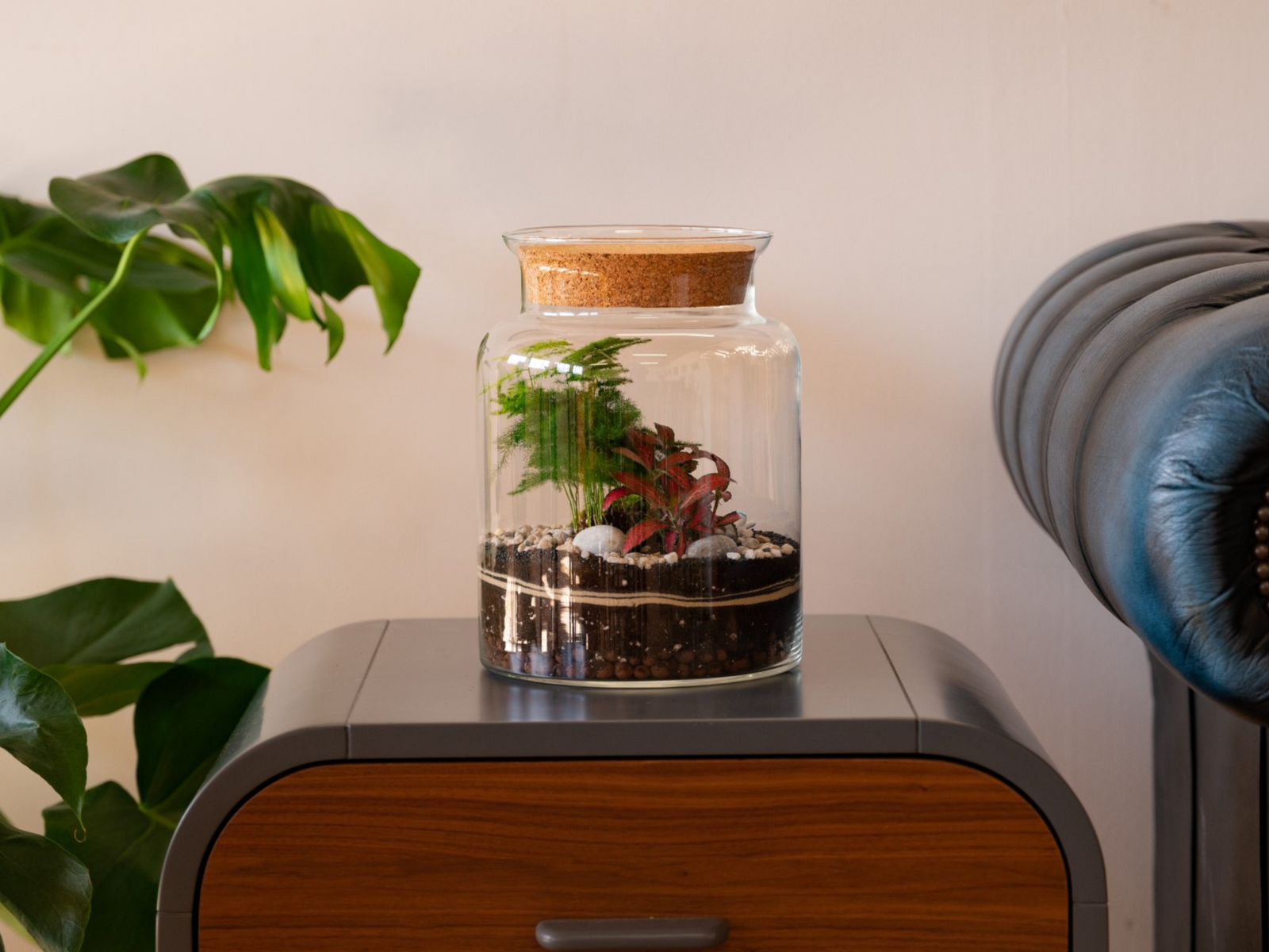 A glass terrarium sits on a wooden side table, featuring lush green Asparagus Fern and vibrant Fittonia plants with decorative stones and soil. The terrarium is topped with a cork lid.