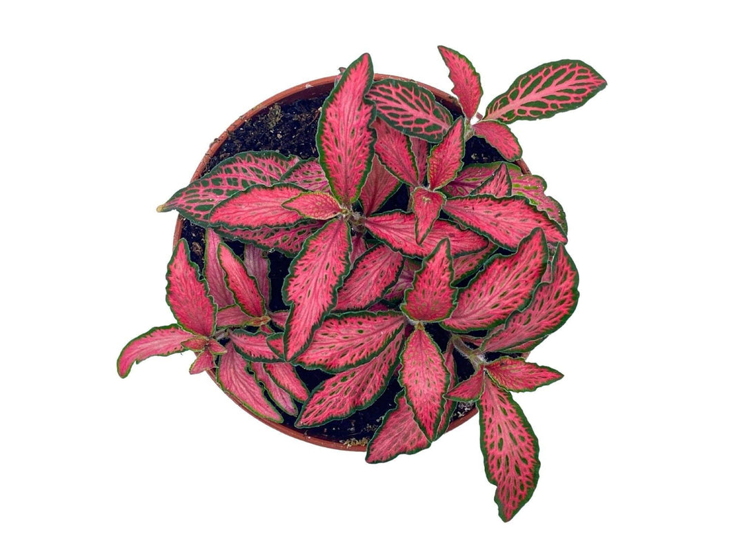 Red Fittonia (Nerve plant) | Terrarium Plant - Tropical Glass