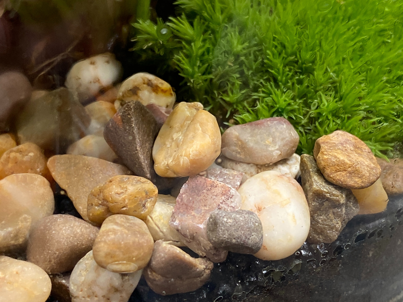 A close-up view of assorted natural pebbles, featuring various colors and shapes, scattered amongst vibrant green moss in a terrarium setting.