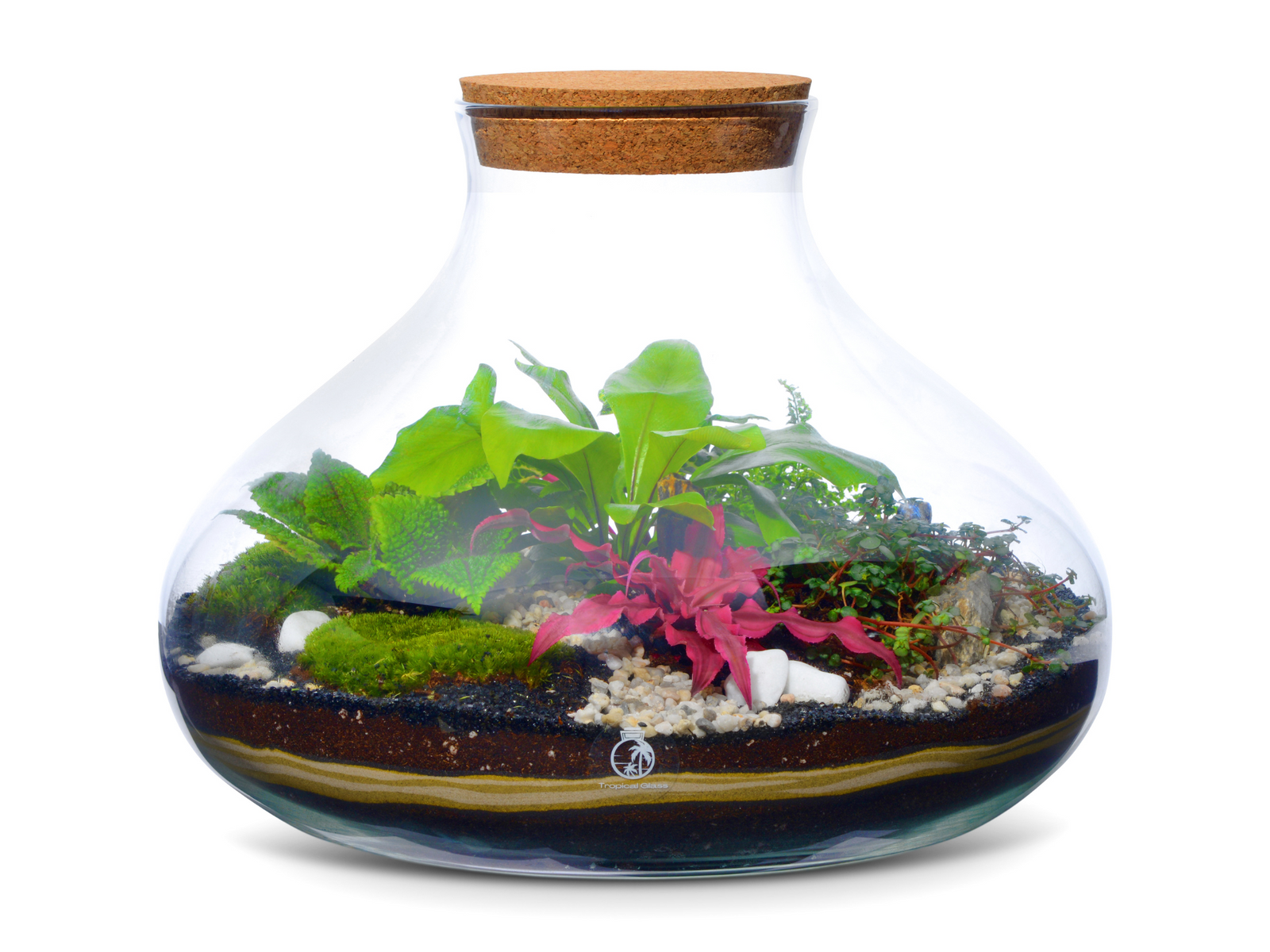 Large Closed Terrarium with Plants