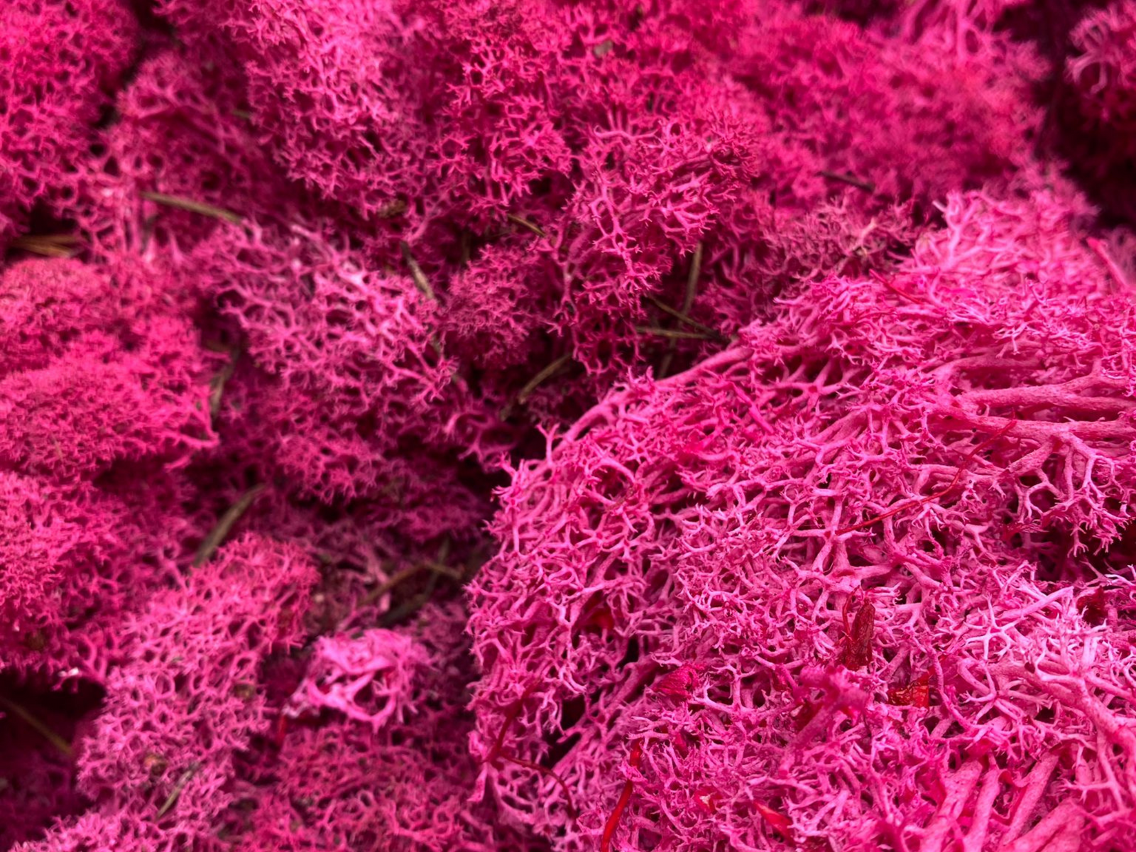 Close-up view of vibrant magenta pink preserved reindeer moss, showcasing its intricate, textured structure. The moss appears soft and fluffy, making it an appealing choice for various crafting projects and decorative arrangements.