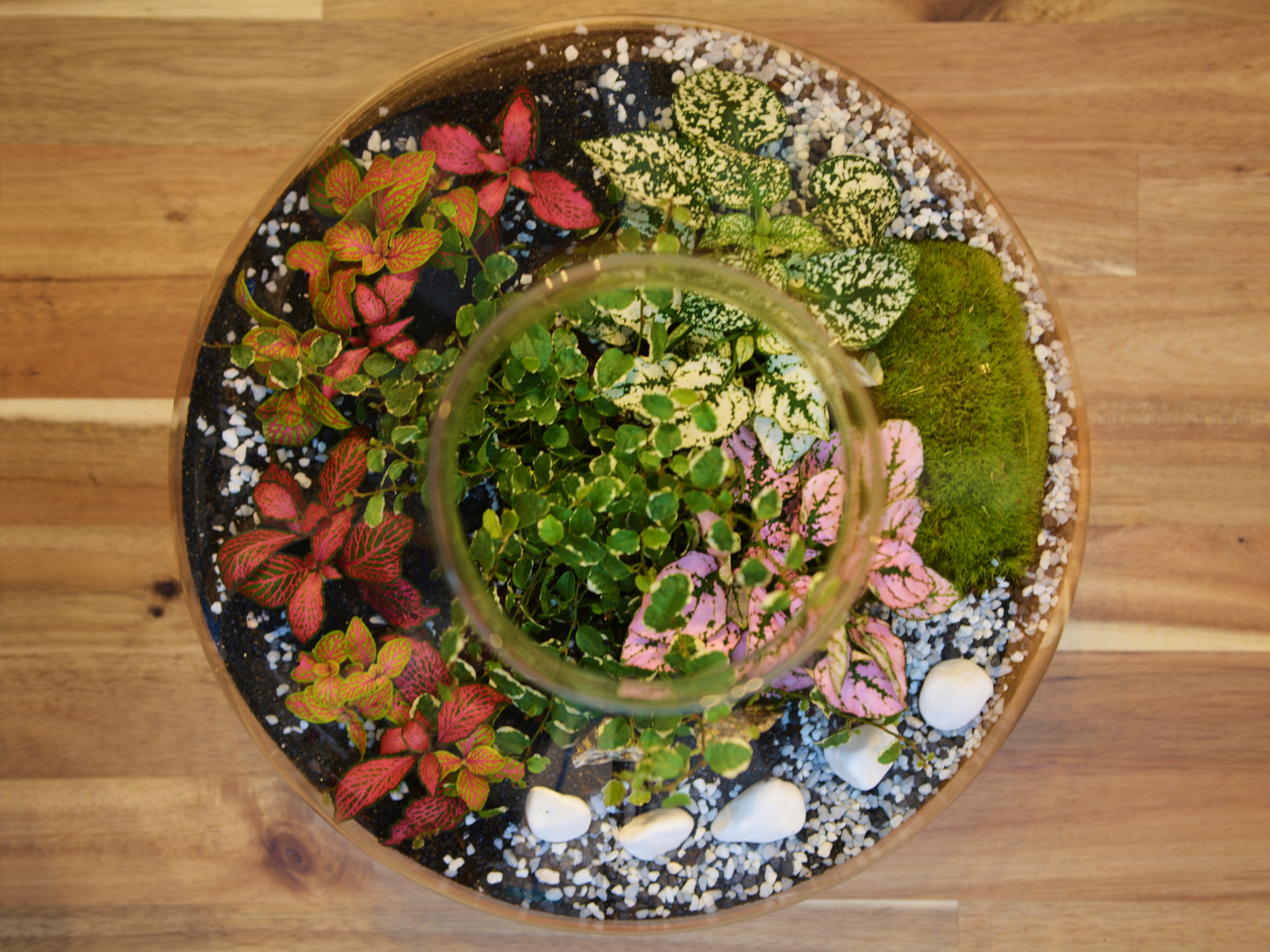 A top view of a vibrant terrarium showcases a variety of plants, including green and pink Fittonia, Ficus Pumila, and a lush piece of bun moss.
