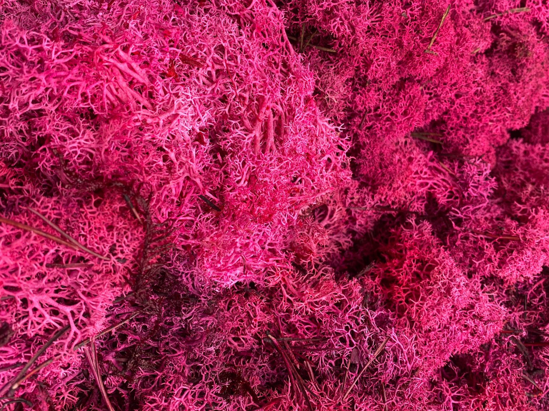Natural Preserved Reindeer Moss - Magenta Pink