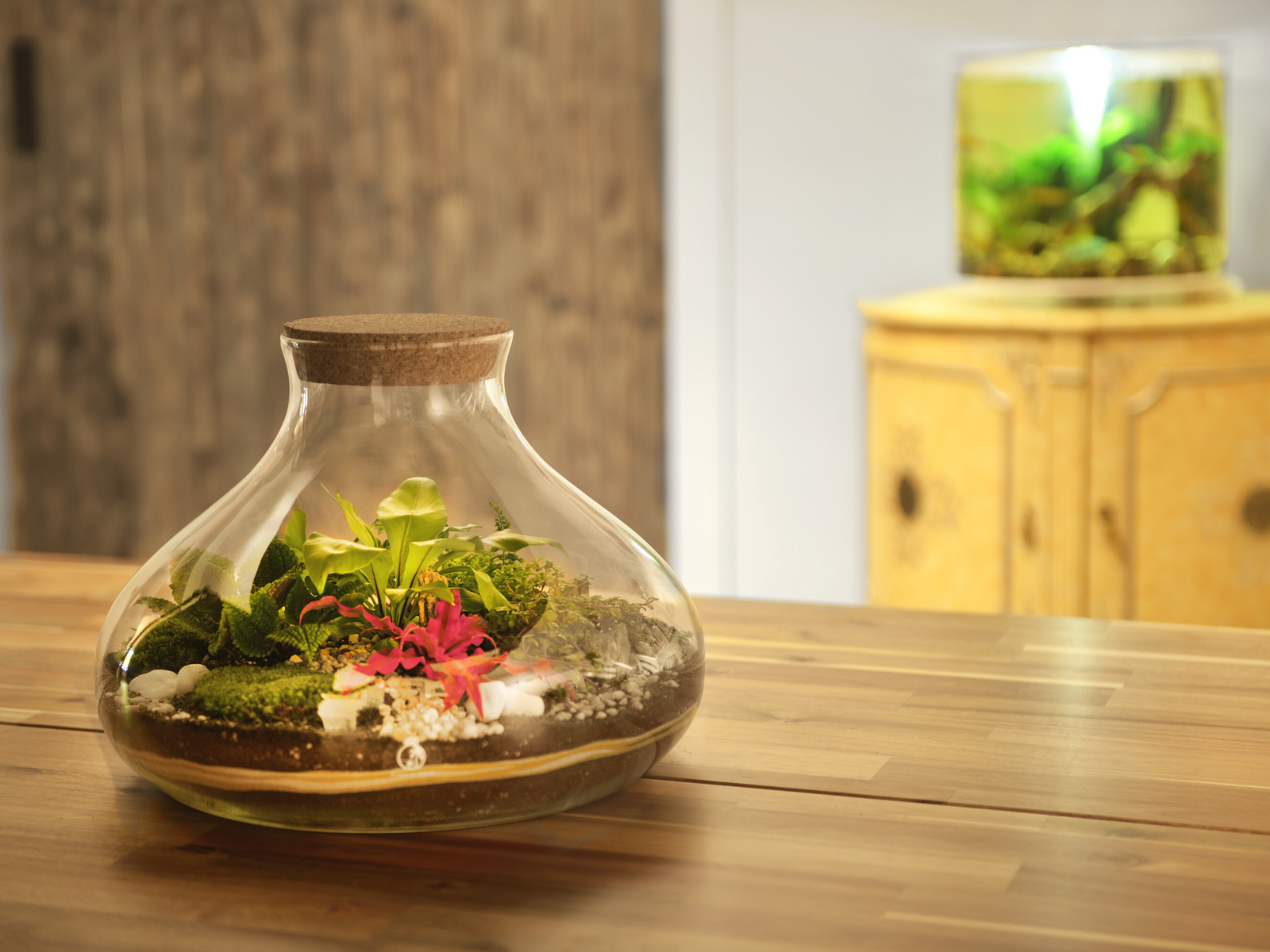 Large Terrarium Kit with Plants