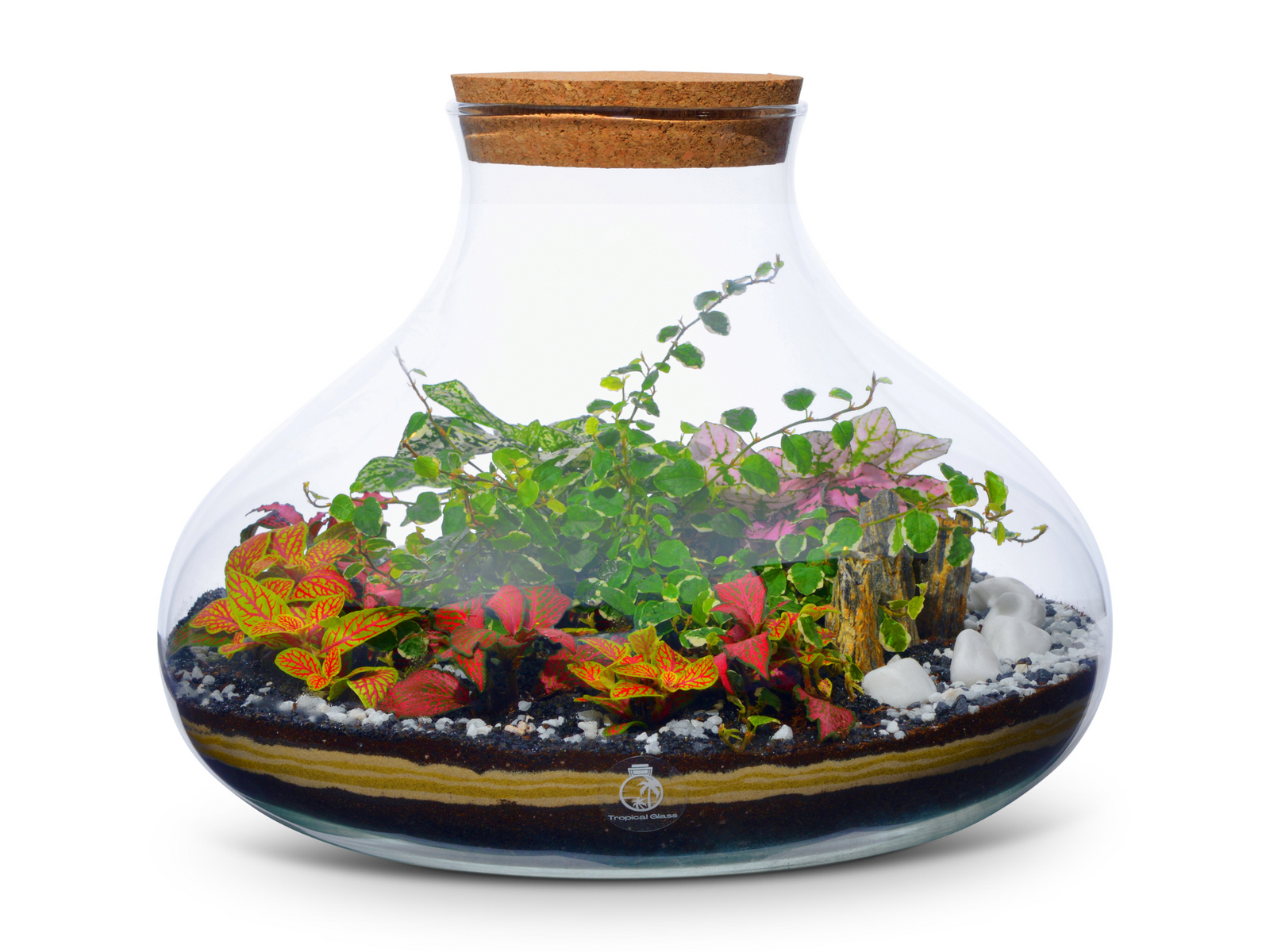 Large DIY Terrarium Kit with Glass