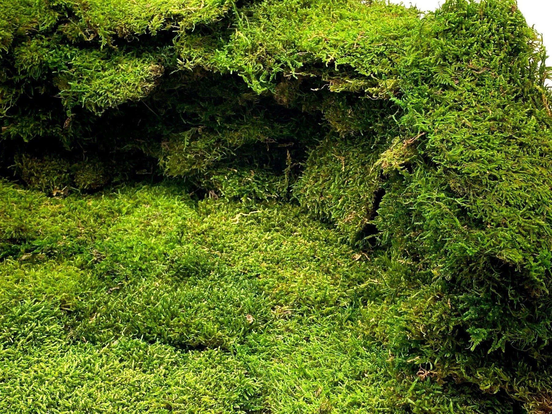 Premium Preserved Carpet Moss Moss Wall Art Decorative Moss Wall