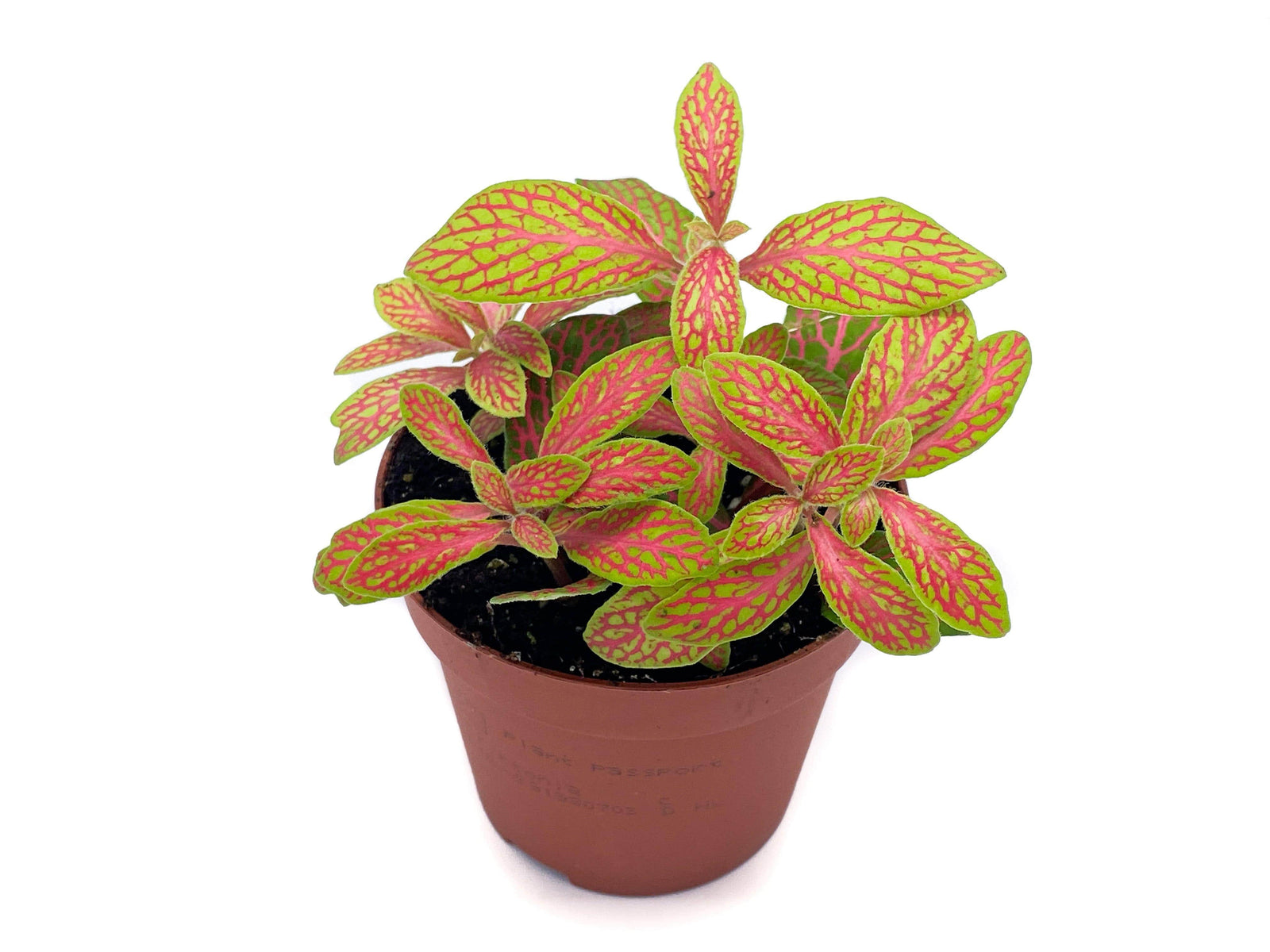Fittonia mosaic skeleton (ruby lime nerve plant) in an 8.5 cm pot, side view