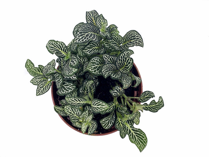 Green Fittonia | Nerve Plant | 8.5 cm pot - Tropical Glass